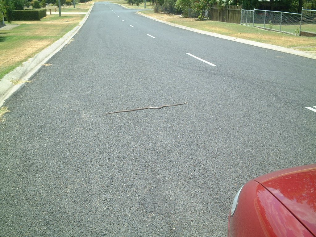 The snake!