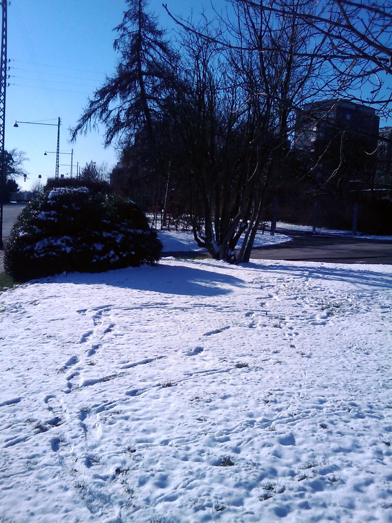 Snow photos February 2008