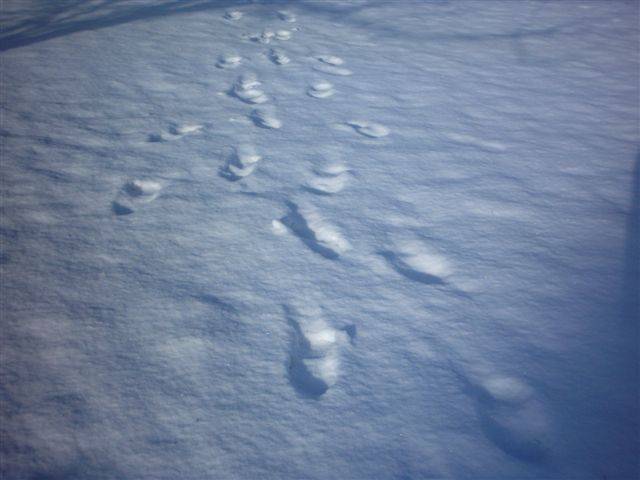 Footsteps in the snow....