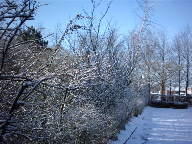 Footsteps in the snow....
