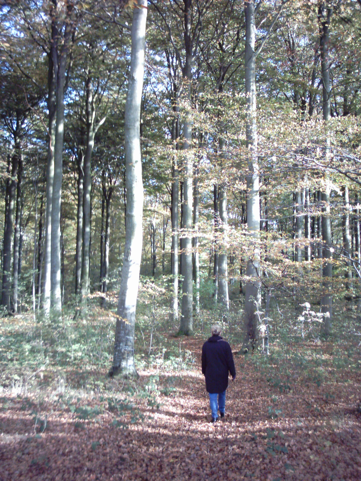 Another beautiful day and a walk in a forest.