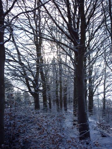 Footsteps in the snow....