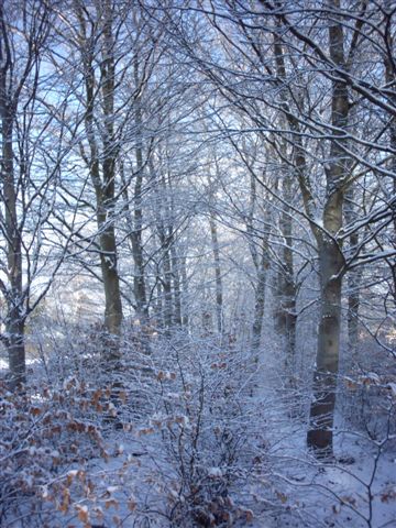 Footsteps in the snow....