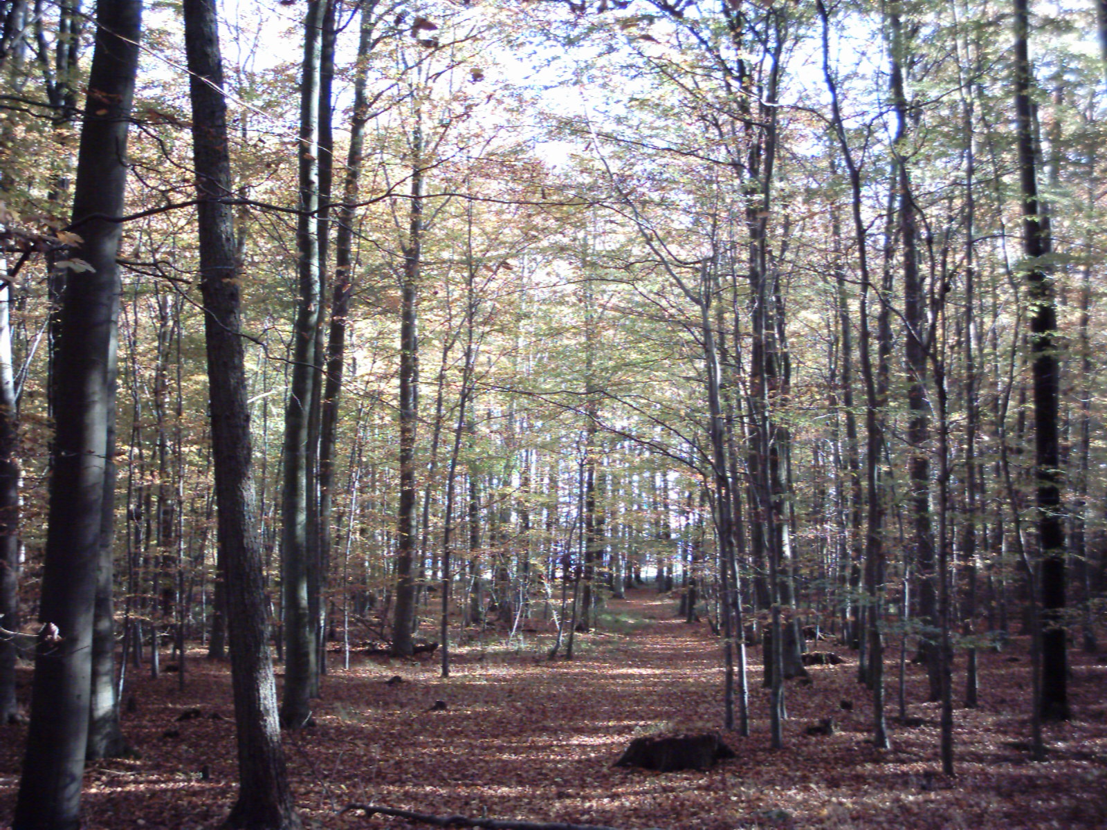 Another beautiful day and a walk in a forest.