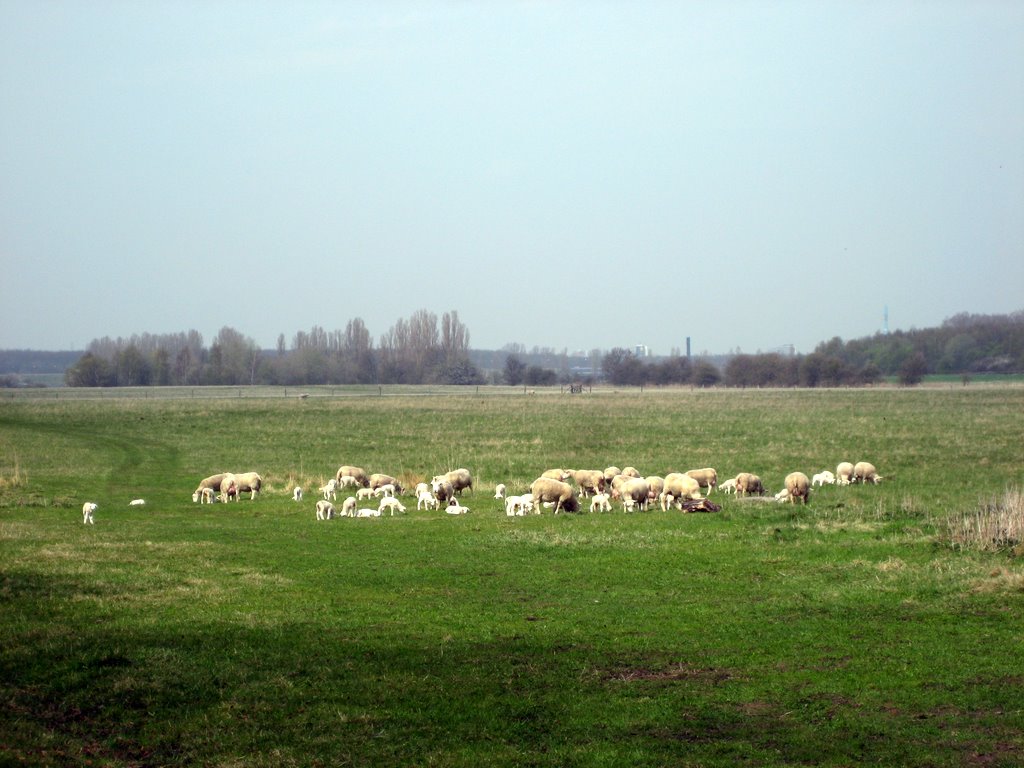 Looking for the sheep!
