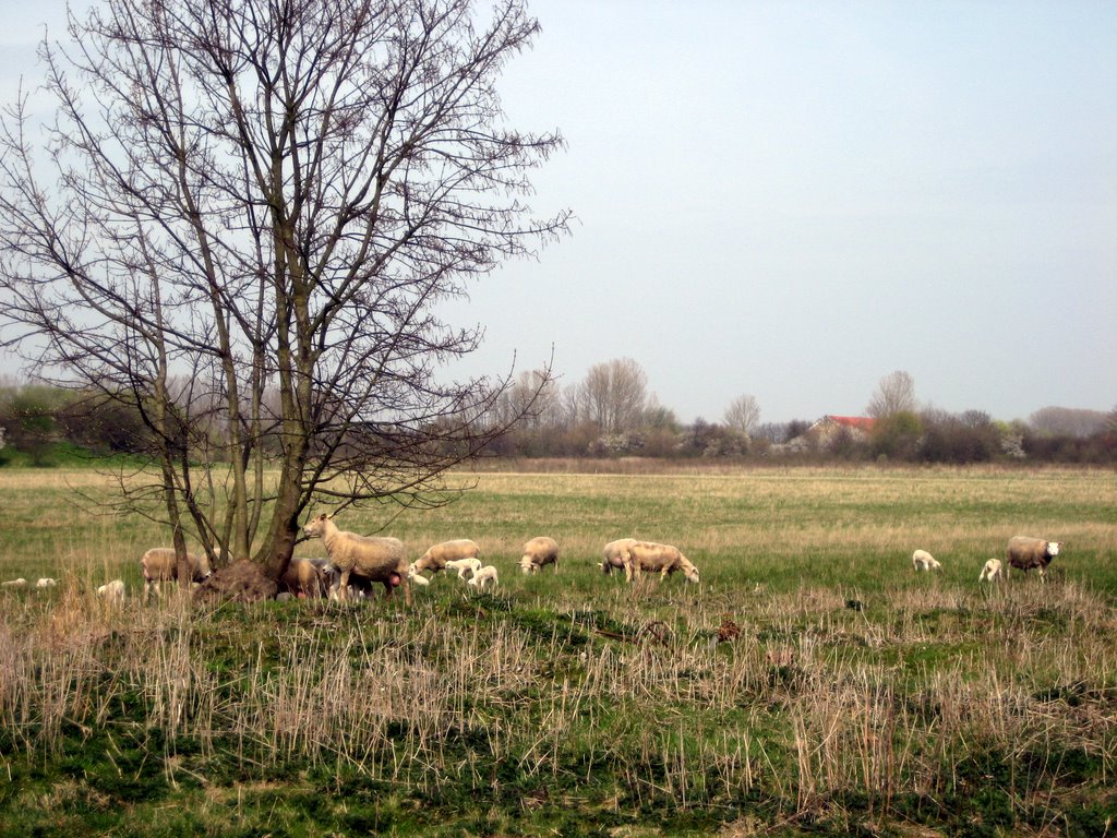 Looking for the sheep!