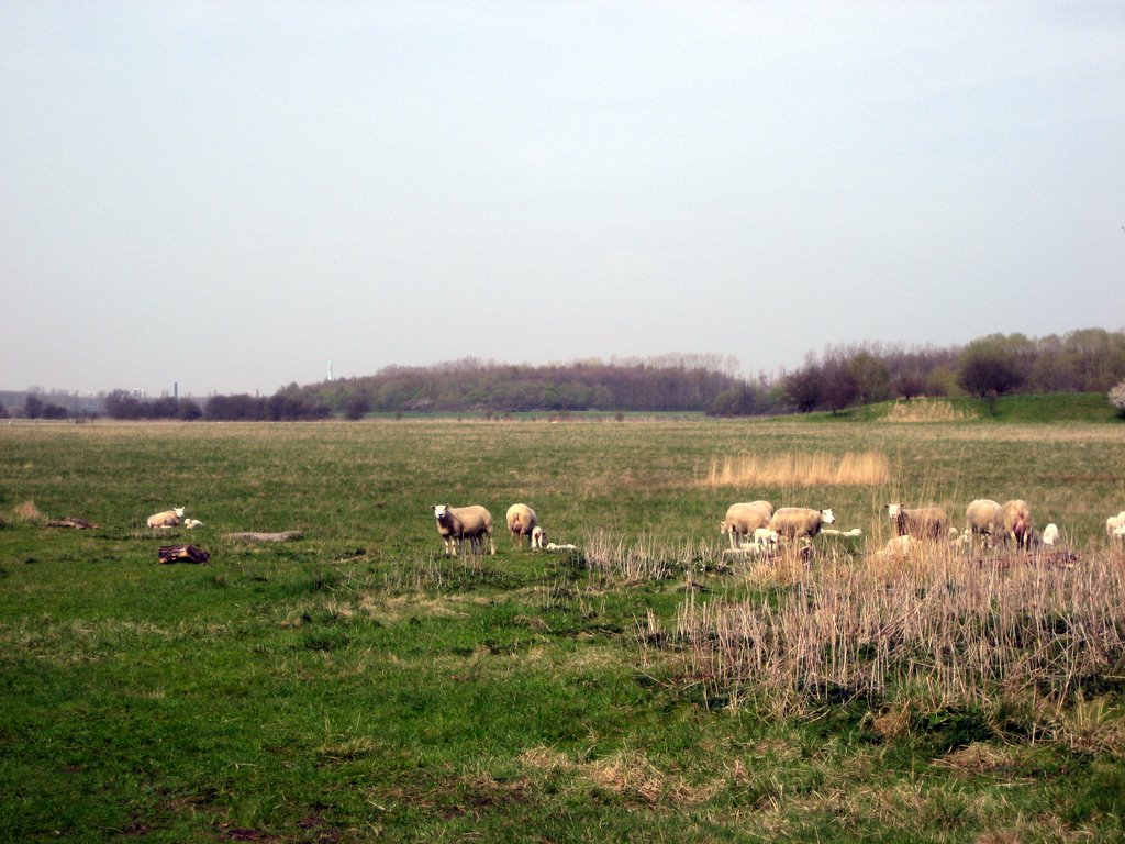Looking for the sheep!
