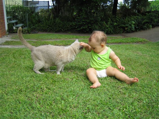 Cat tales
