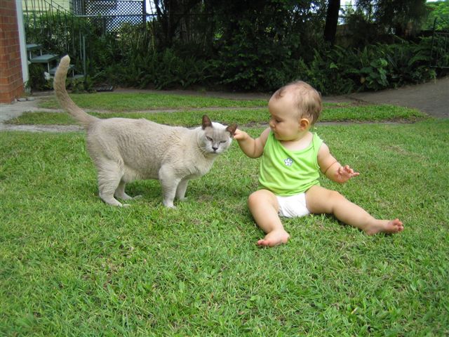 Cat tales