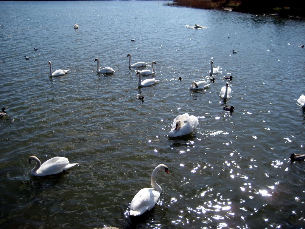 Brøndby Strand