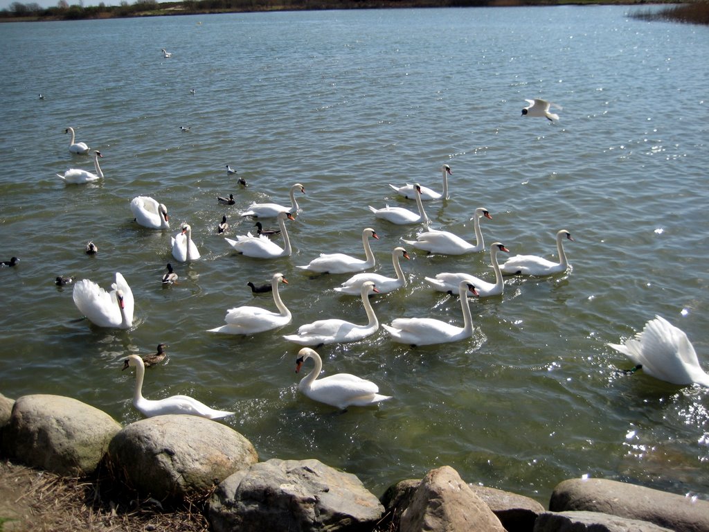 Brøndby Strand