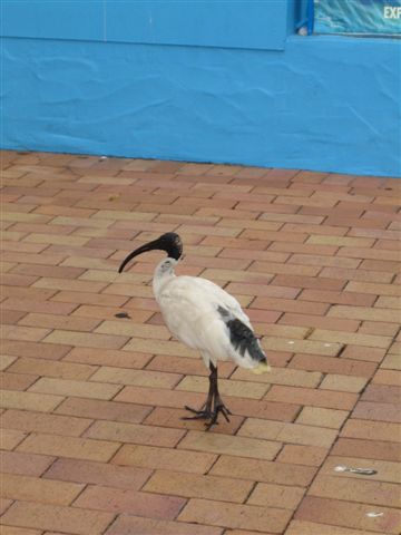 An arvo at South Bank