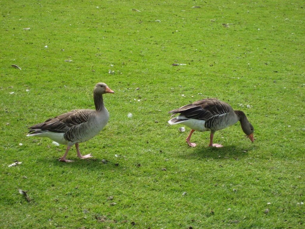 A Gaggle of Geese with their Goslings.