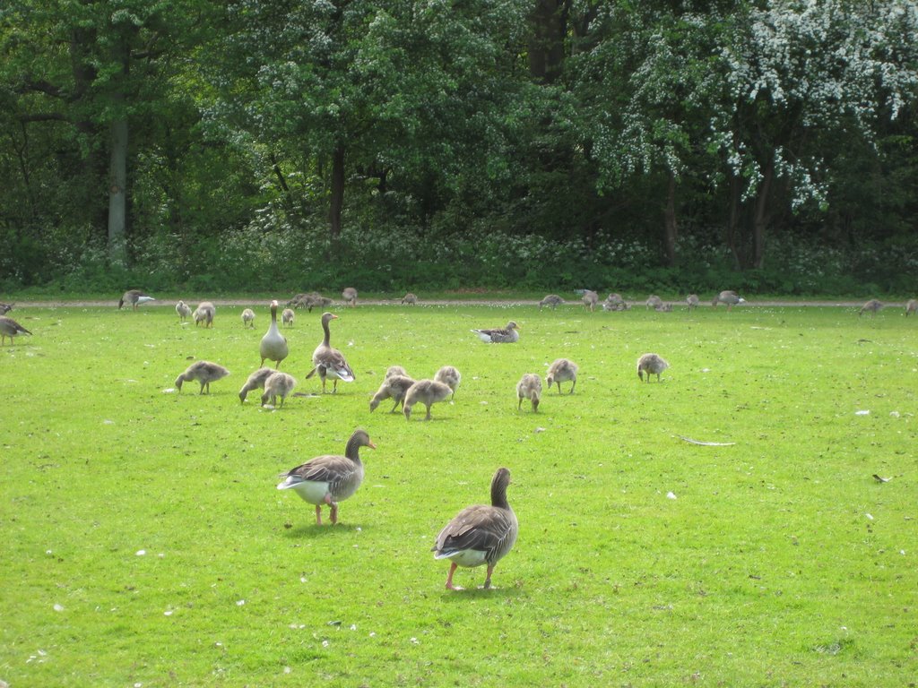 A Gaggle of Geese with their Goslings.