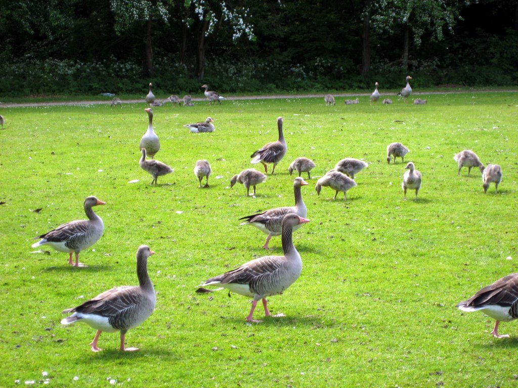 A Gaggle of Geese with their Goslings.