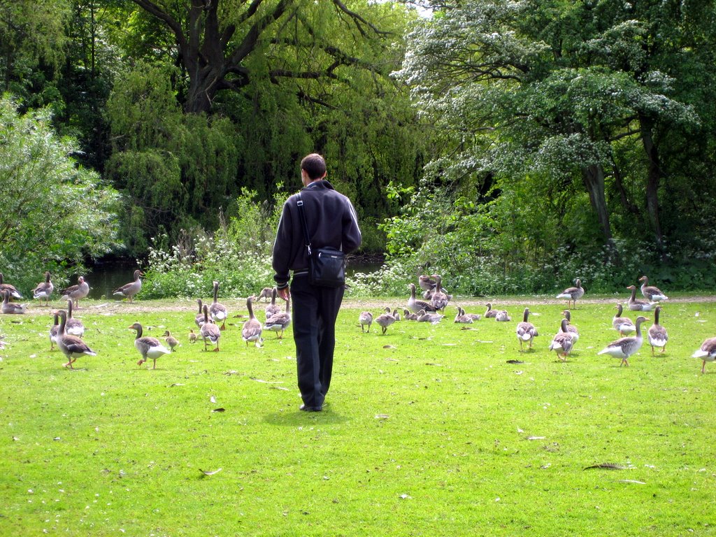 A Gaggle of Geese with their Goslings.