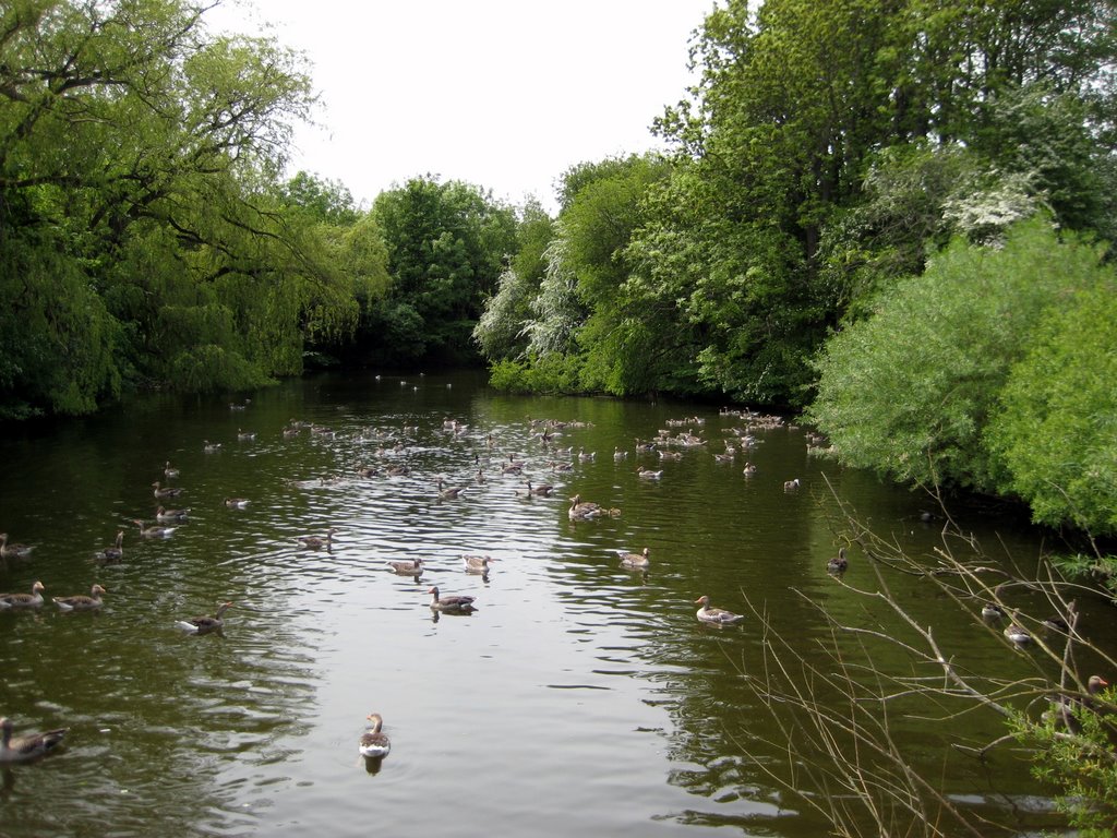 A Gaggle of Geese with their Goslings.