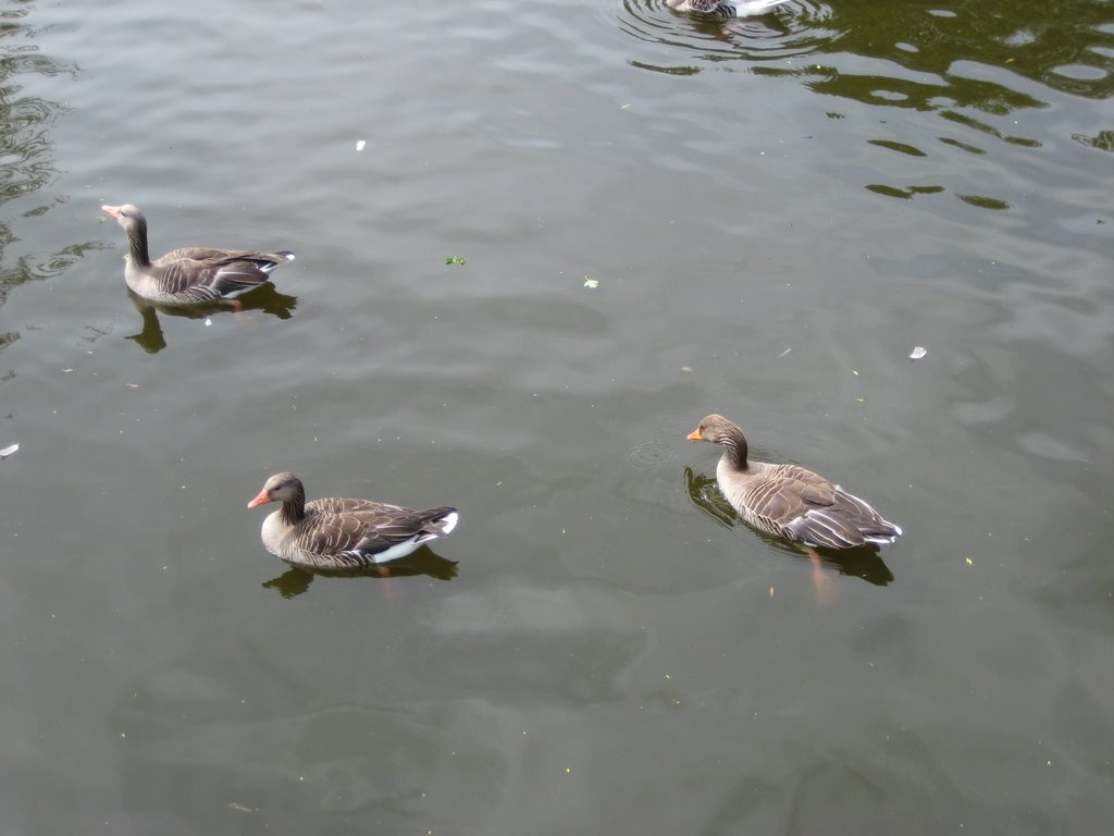 A Gaggle of Geese with their Goslings.