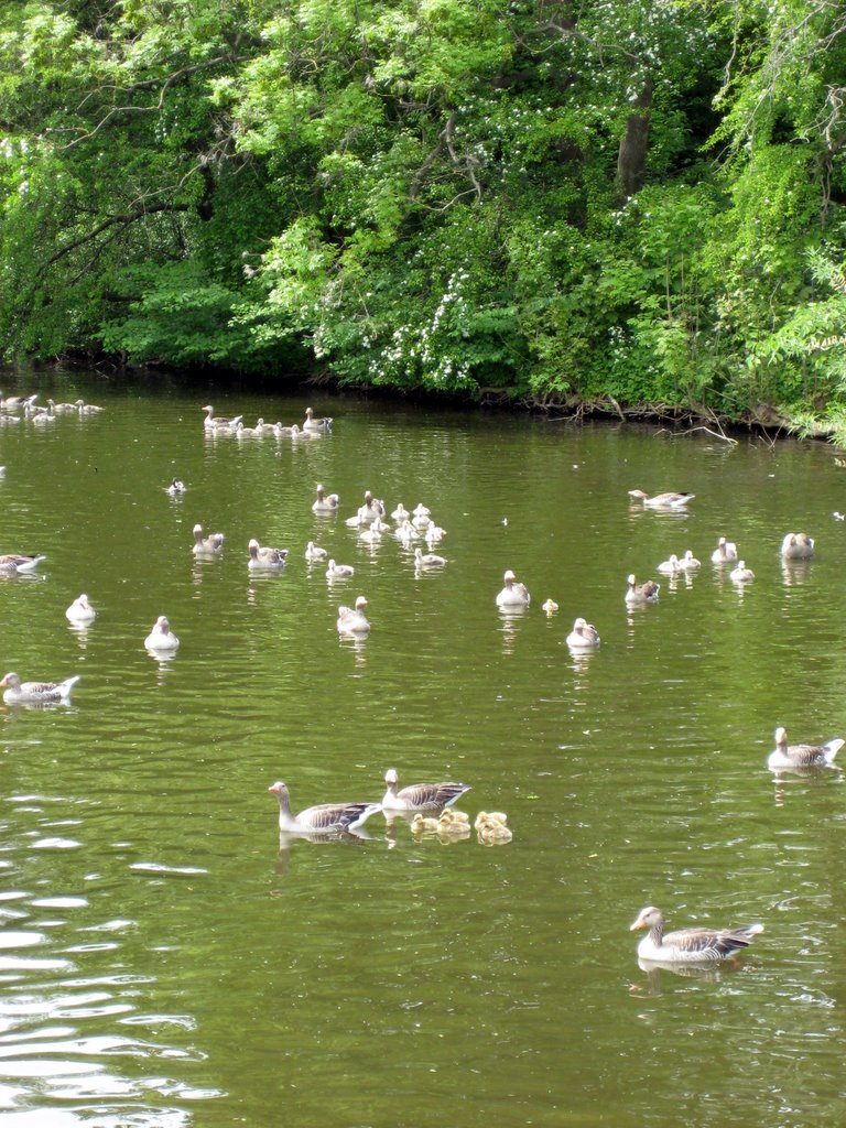 A Gaggle of Geese with their Goslings.