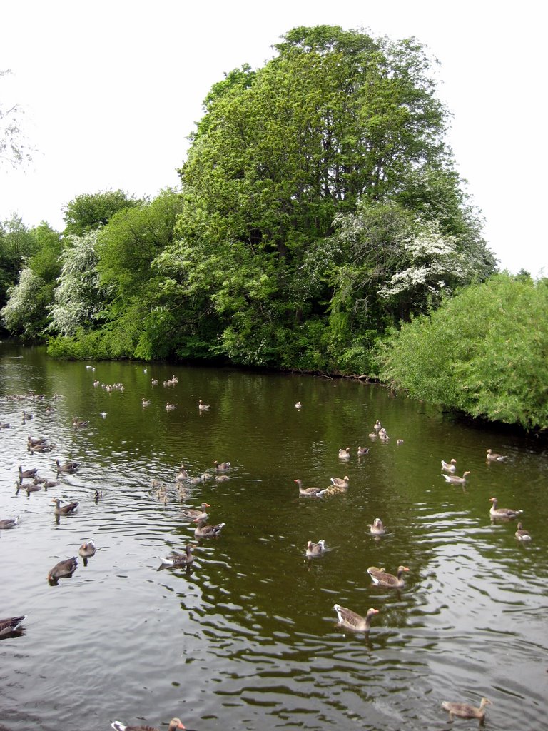 A Gaggle of Geese with their Goslings.