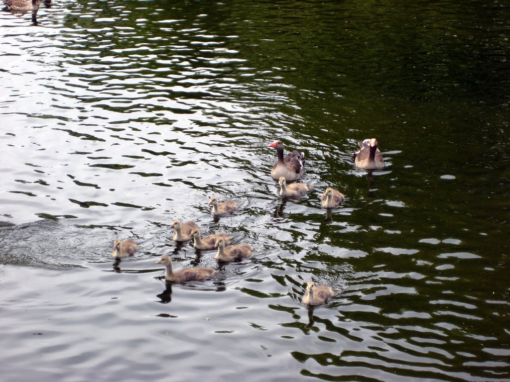 A Gaggle of Geese with their Goslings.