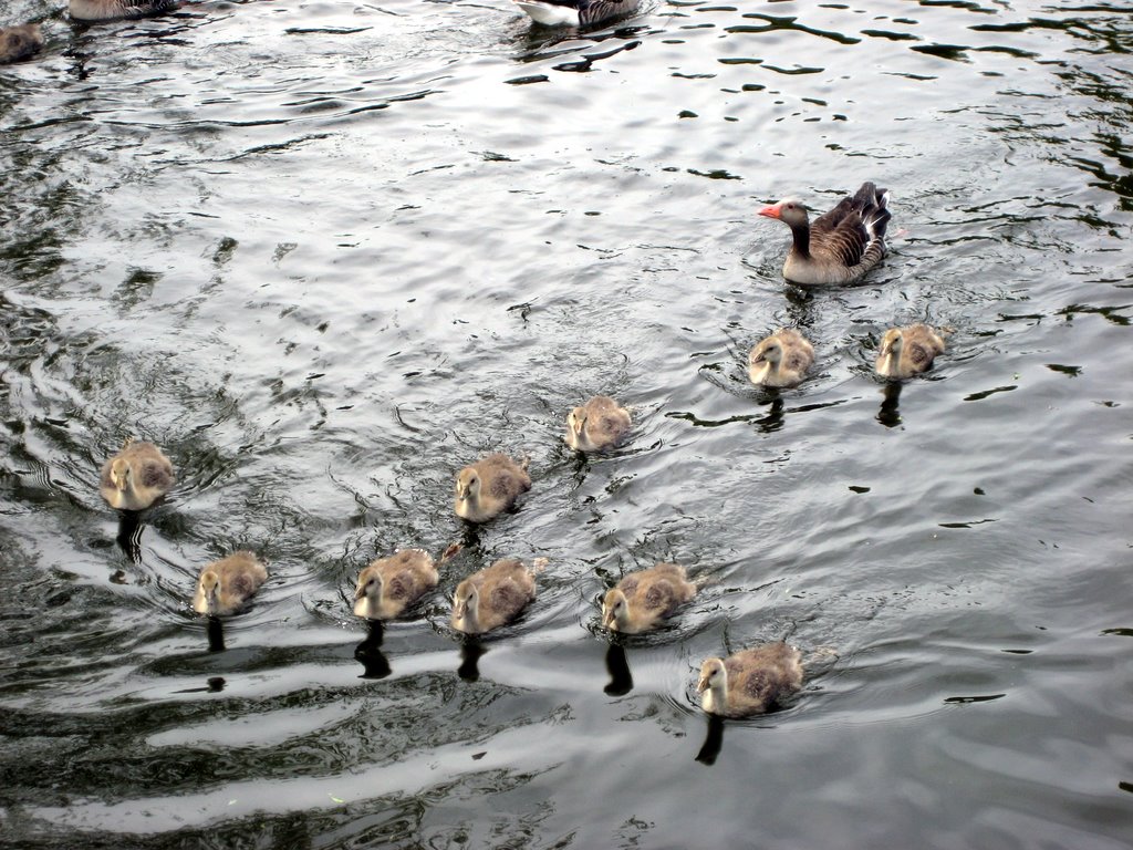 A Gaggle of Geese with their Goslings.
