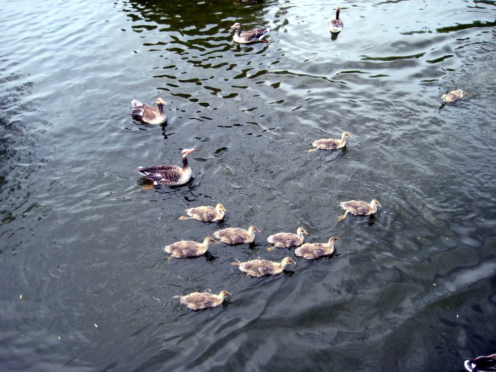A Gaggle of Geese with their Goslings.