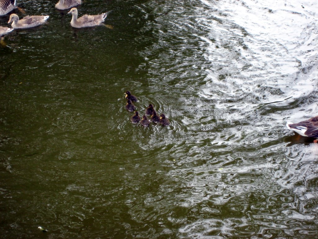 A Gaggle of Geese with their Goslings.