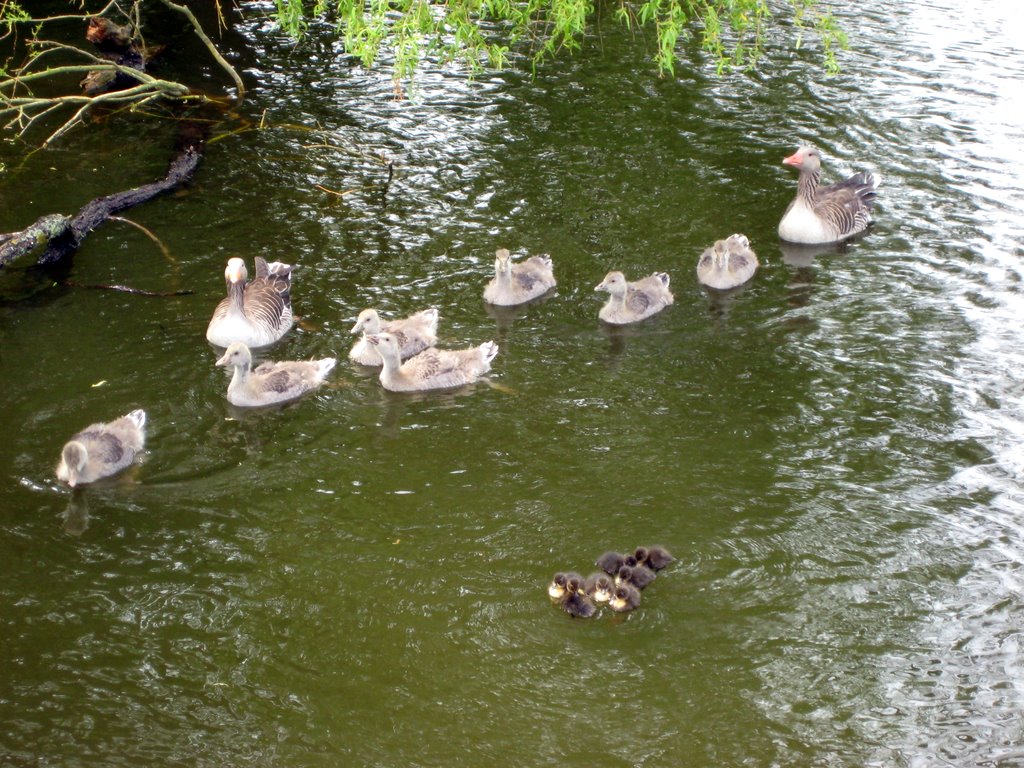 A Gaggle of Geese with their Goslings.