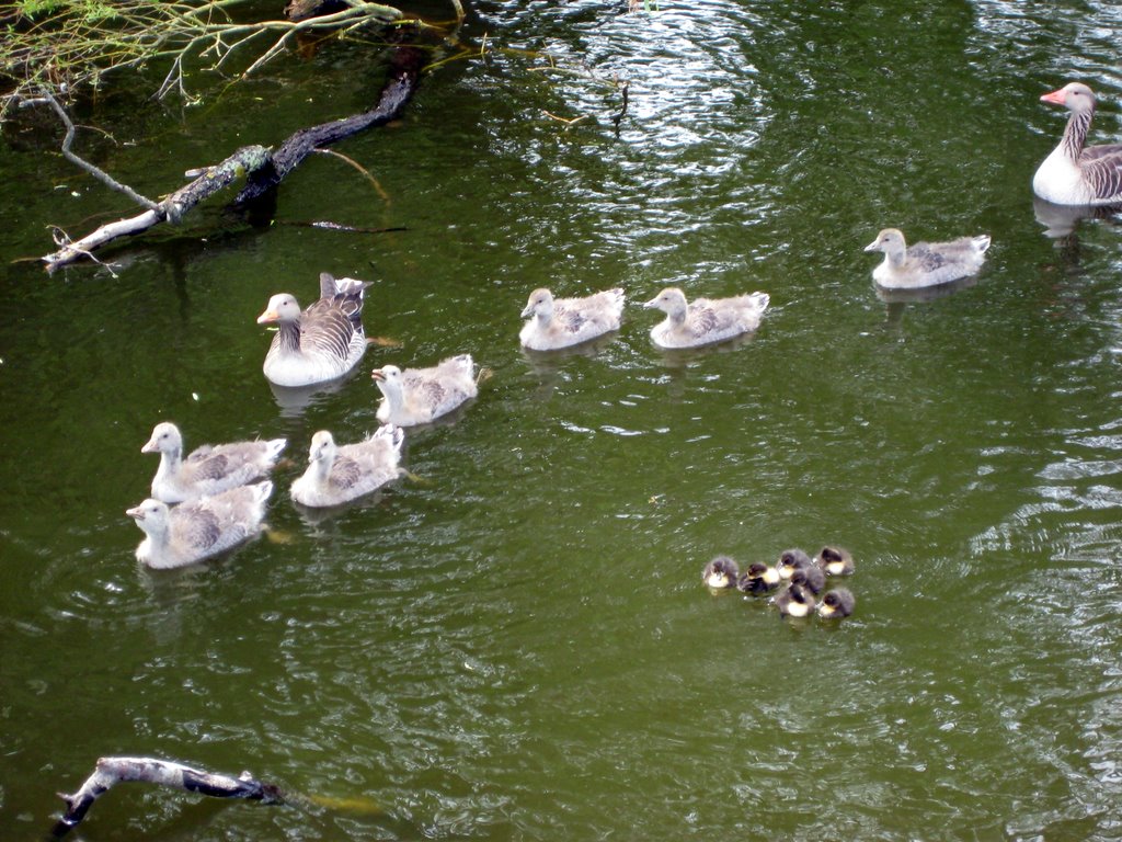 A Gaggle of Geese with their Goslings.