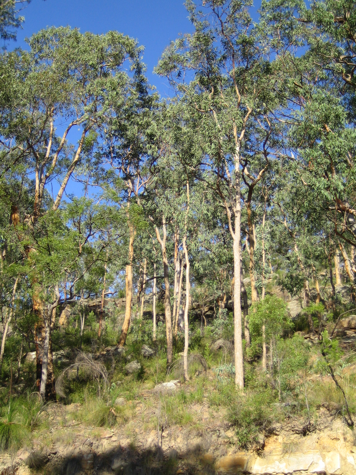 Day 2: A stop in the (Blue) Mountains