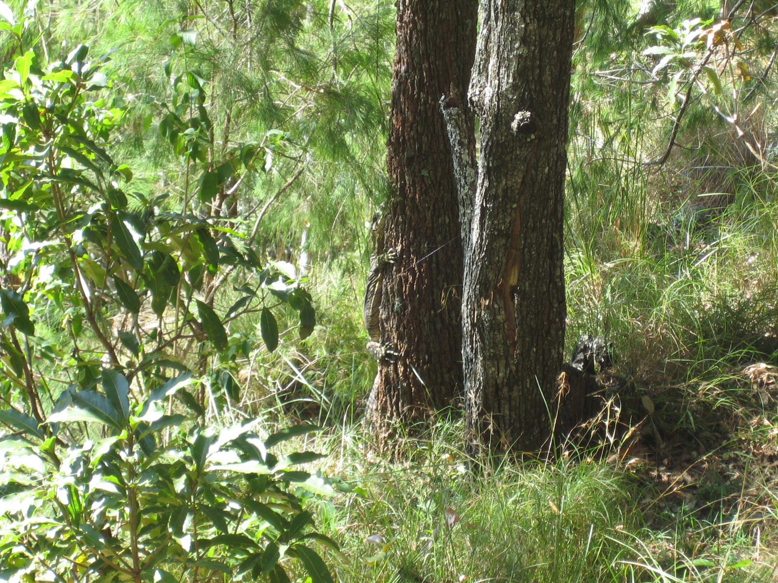 Mount Tamborine Bushwalk