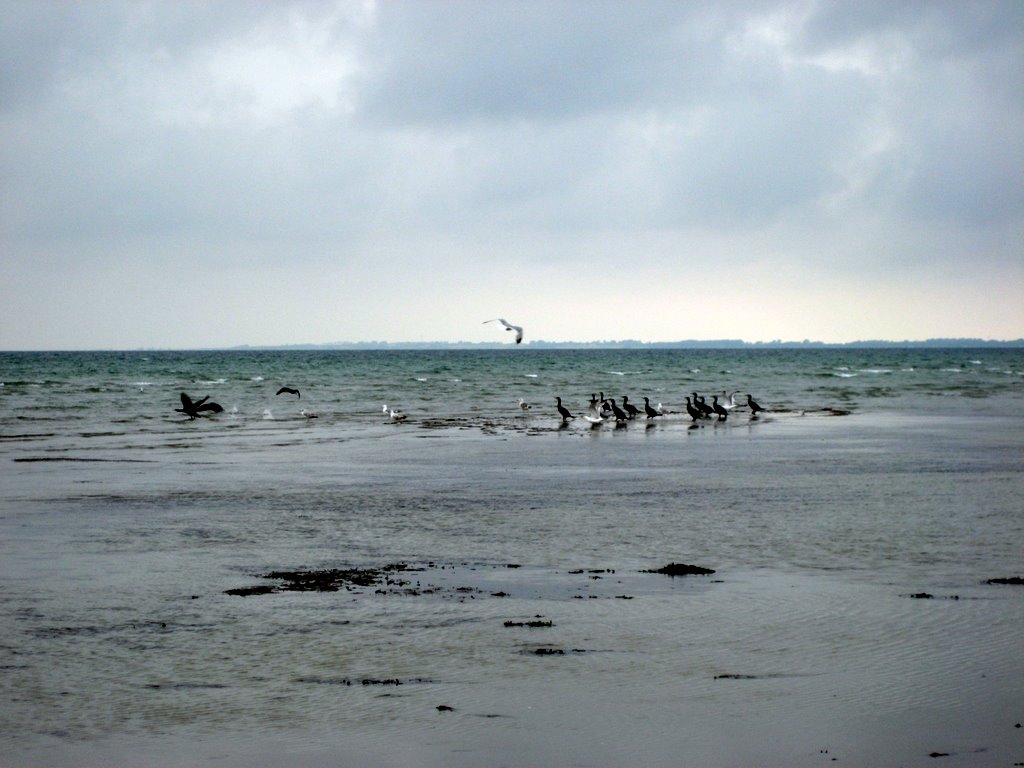 Sand Castles at Vig Beach