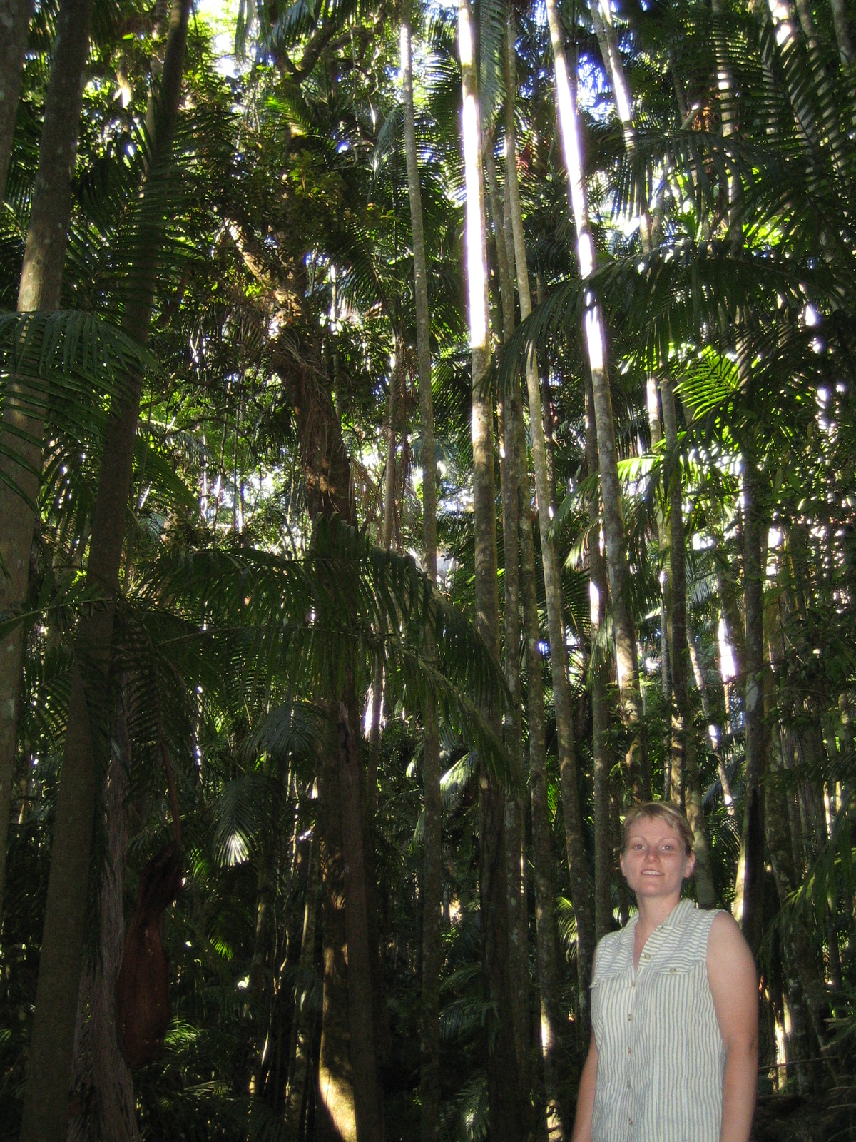 Mount Tamborine Bushwalk