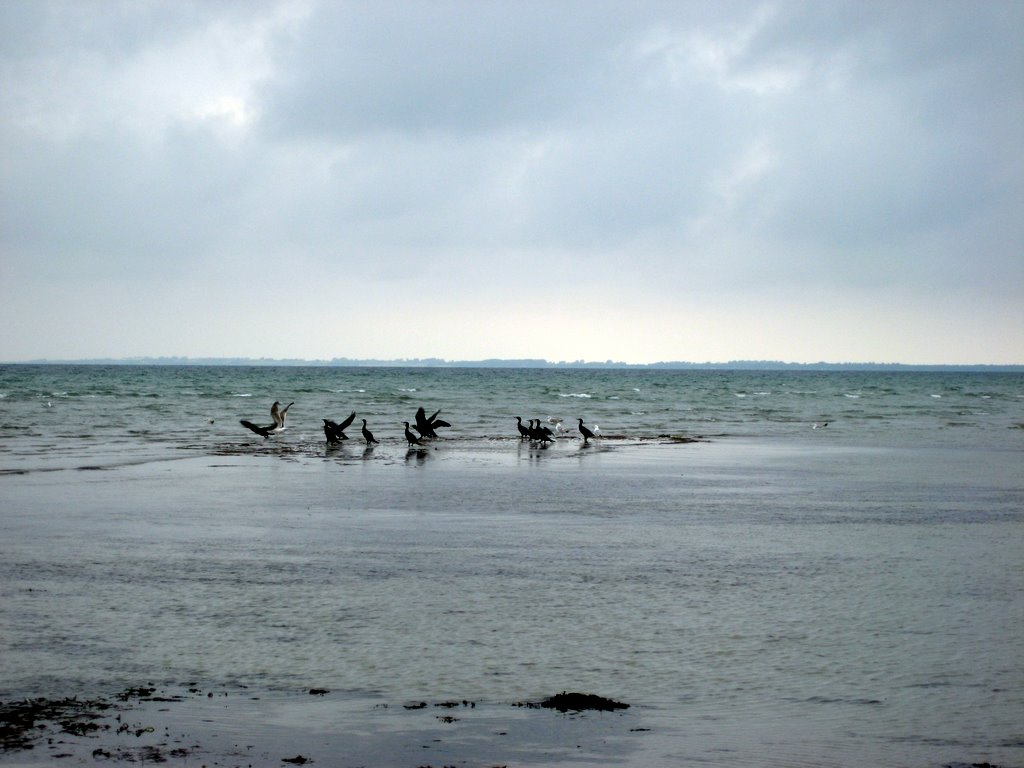 Sand Castles at Vig Beach