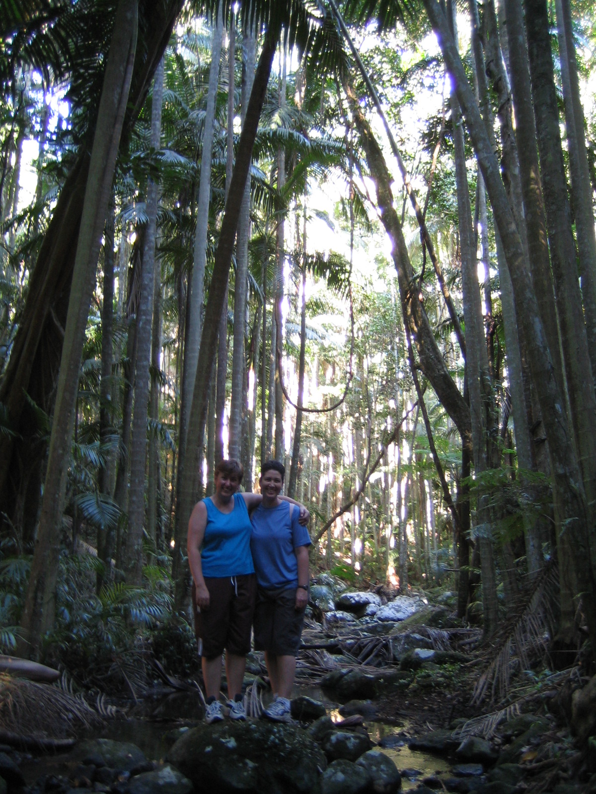 Mount Tamborine Bushwalk