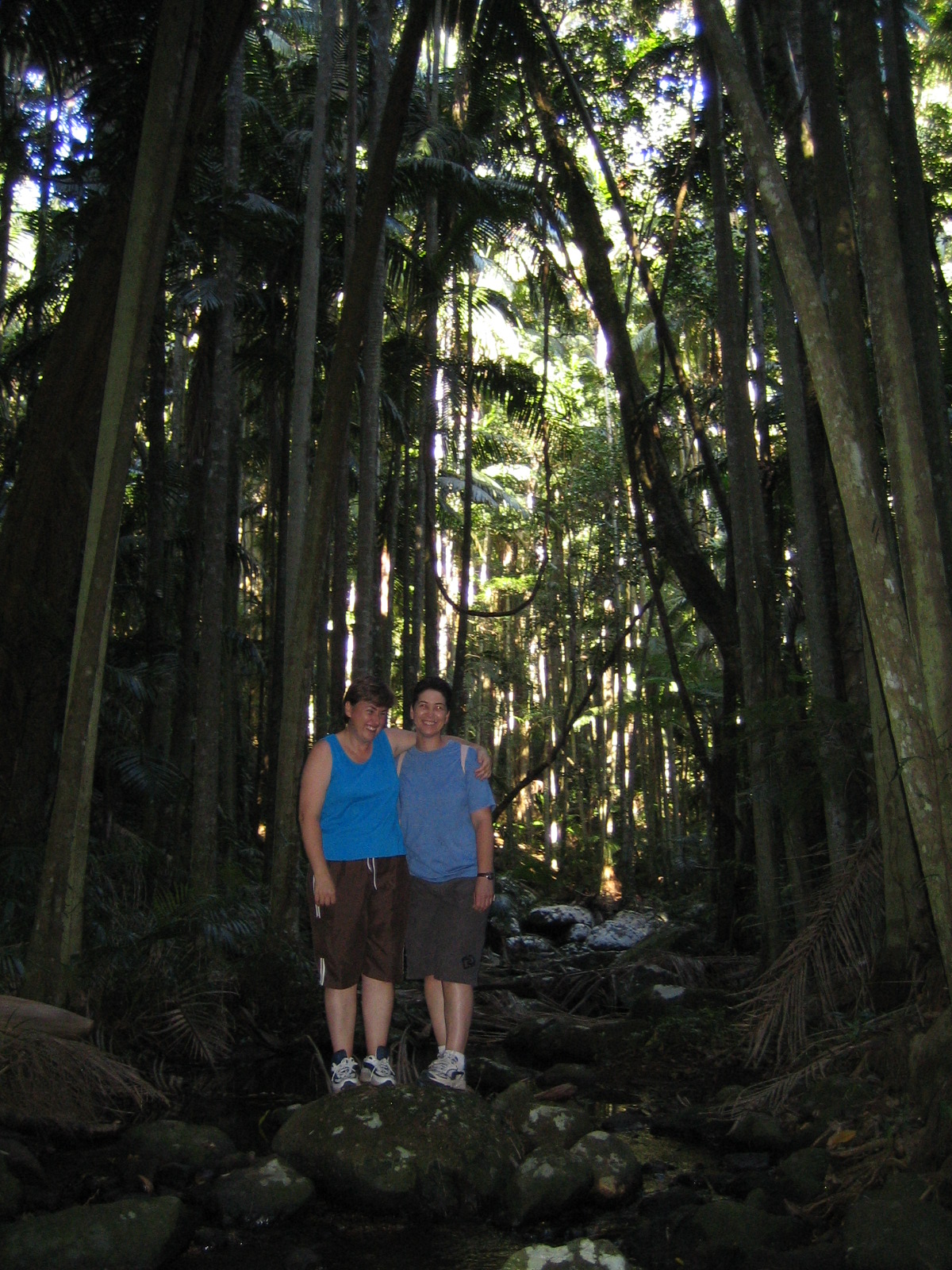 Mount Tamborine Bushwalk