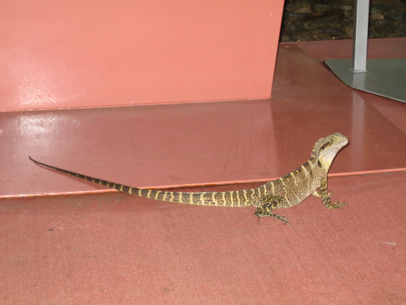 Australia Zoo: the Crocoseum
