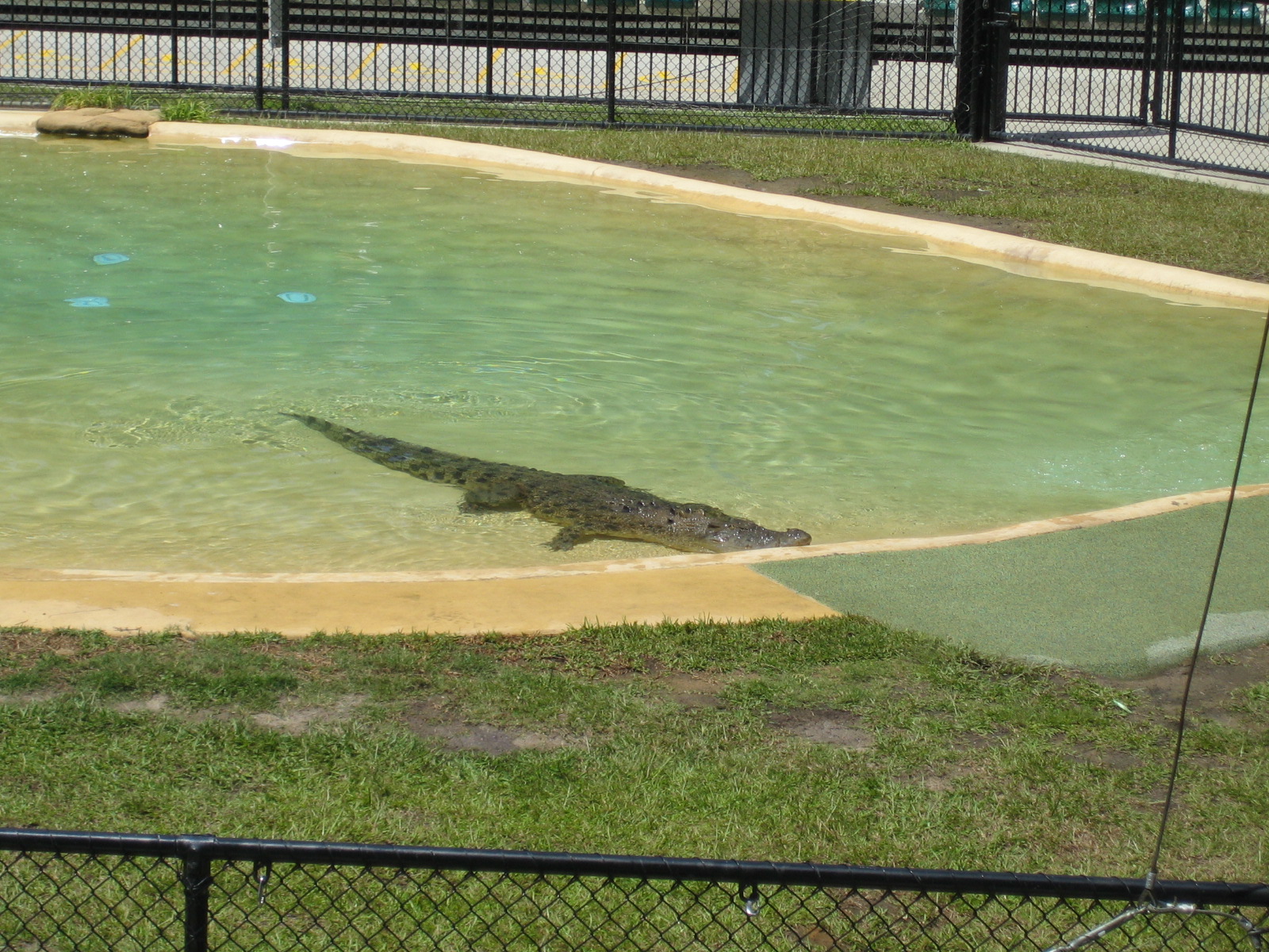 Australia Zoo: the Crocoseum