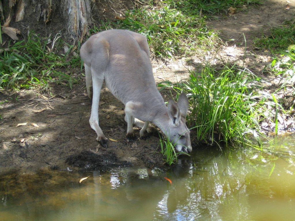 Australia Zoo: The Kangaroos