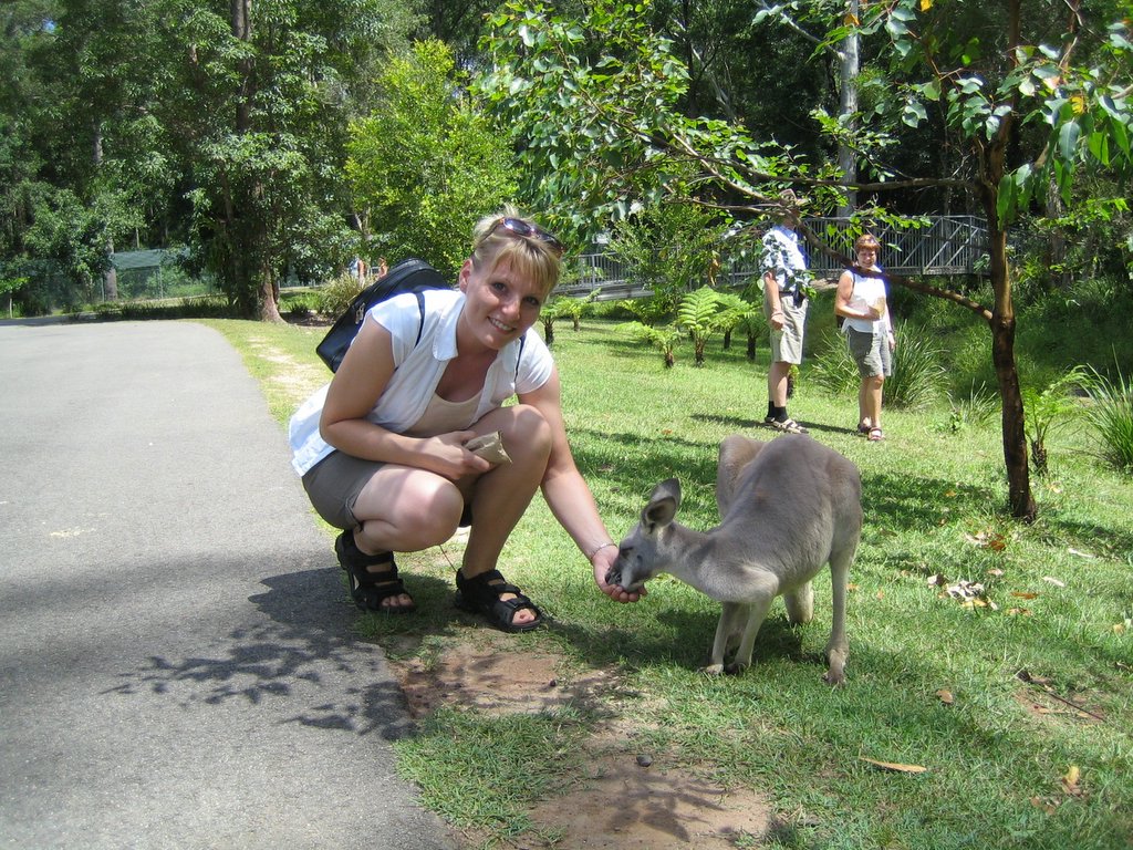 Australia Zoo: The Kangaroos