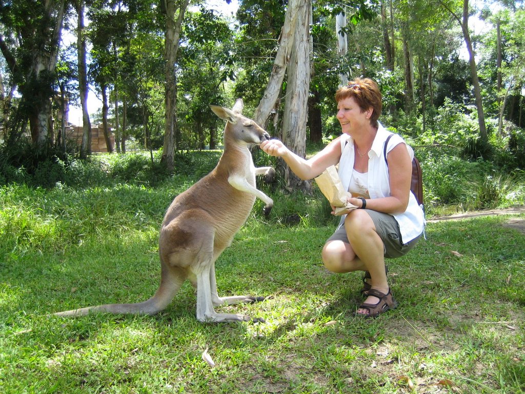 Australia Zoo: The Kangaroos