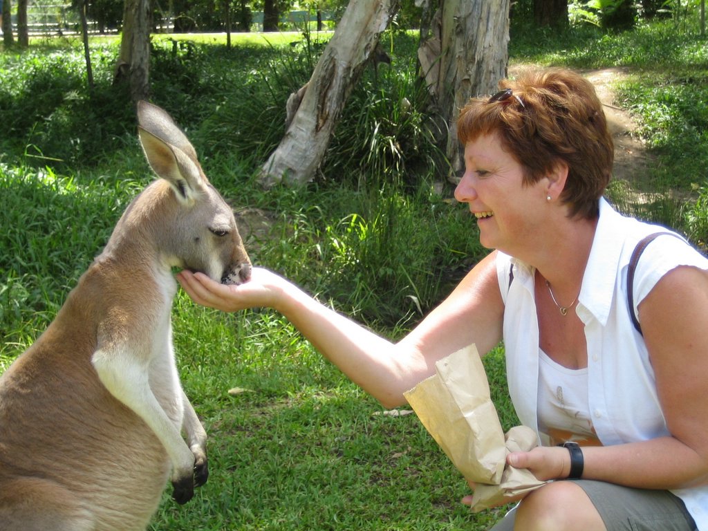 Australia Zoo: The Kangaroos