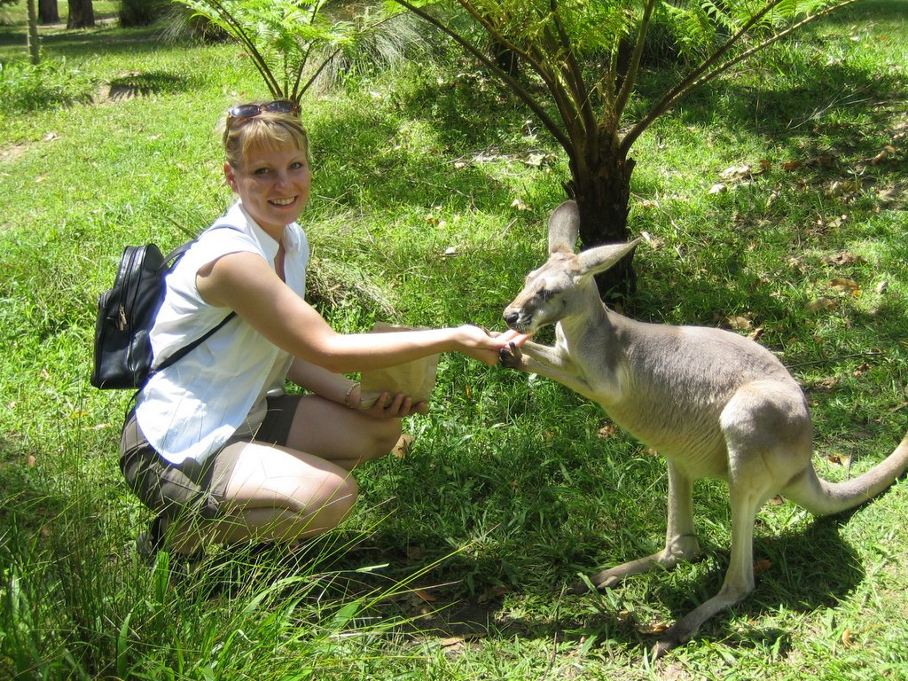 Australia Zoo: The Kangaroos