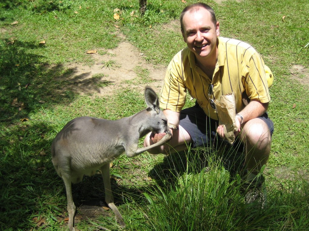 Australia Zoo: The Kangaroos