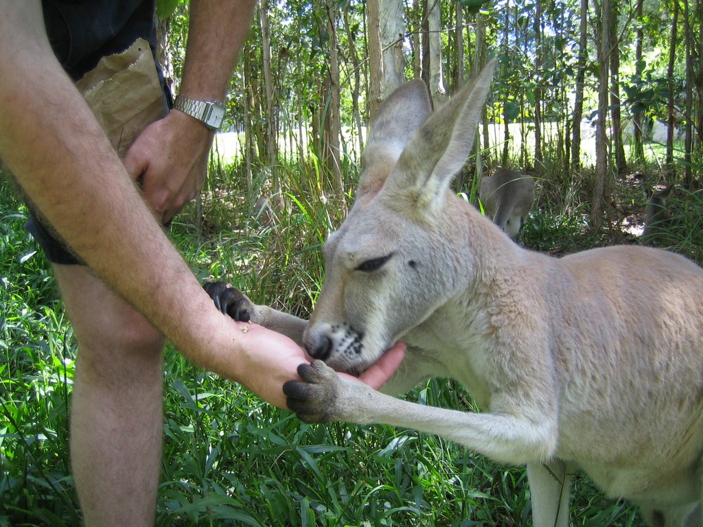 Australia Zoo: The Kangaroos