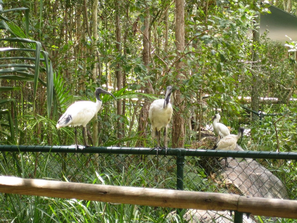 Australia Zoo: More animals