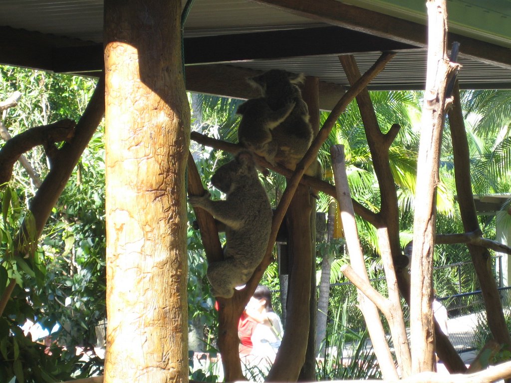 Australia Zoo: More animals