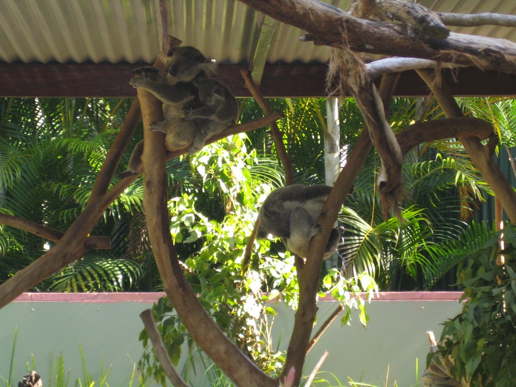 Australia Zoo: More animals