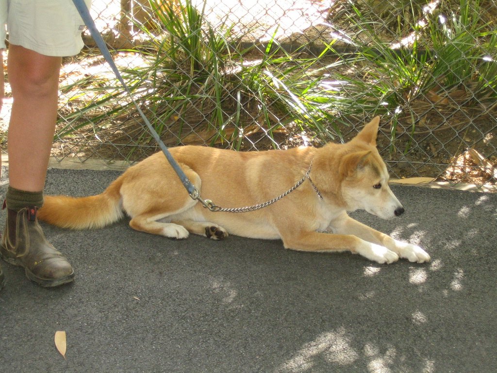 Australia Zoo: More animals